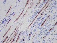 Myoglobin Monoclonal Antibody Stored at -20°C