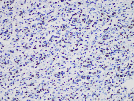 Olig2 Monoclonal Antibody Stored at -20°C
