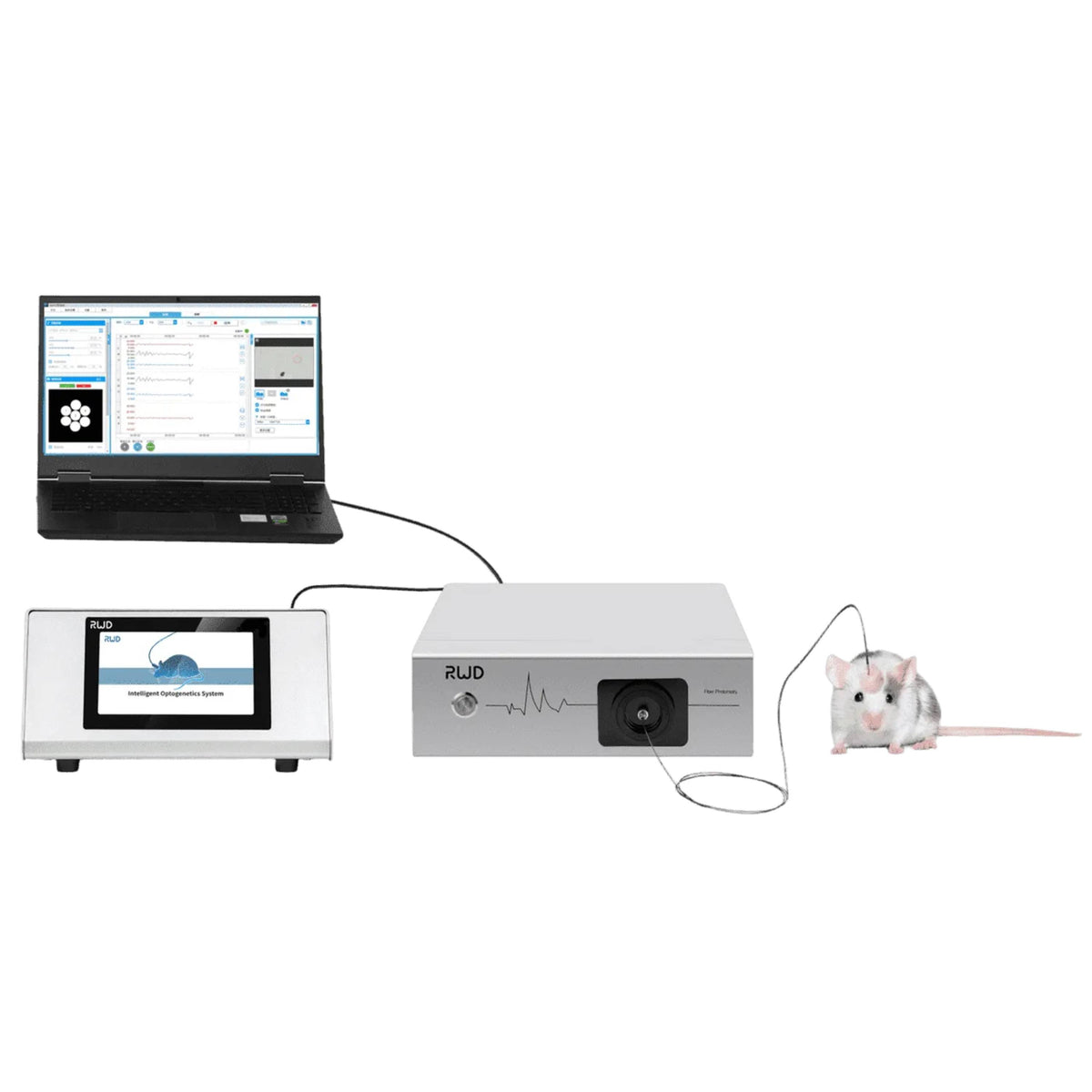 RWD R812/FR-12 Dual Color Multichannel Fiber Photometry System
