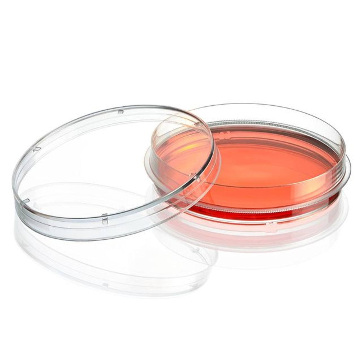 Globe Scientific Cell Culture Dish, TC Treated, 150mm150 X 20mm, Sterile, 5/Bag, 100/Case