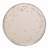 HIMEDIA Orange Serum Agar, Granulated 500G