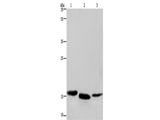 Cytochrome b5 Polyclonal Antibody Store at -20°C