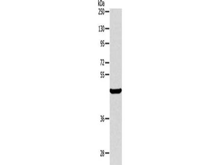ALKBH1 Polyclonal Antibody