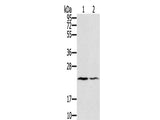 EDN2 Polyclonal Antibody Reactivity Human