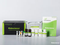 Human ALCAM (Activated Leukocyte Cell Adhesion Molecule) CLIA Kit, Cell Assays, Elabscience Biotechnology, MSE Supplies