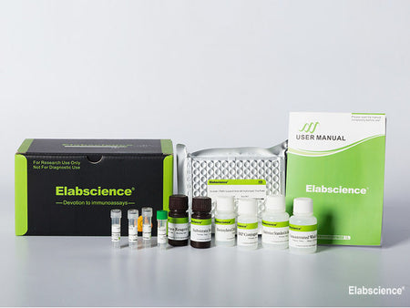 Human FE (Ferritin) CLIA Kit, Cell Assays, Elabscience Biotechnology, MSE Supplies