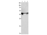 MAP2K2 Polyclonal Antibody