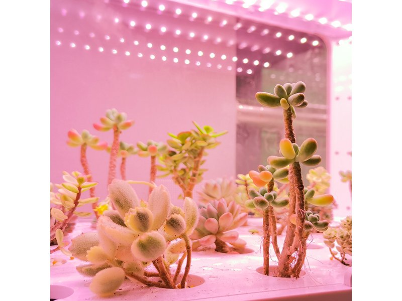 JIUPO 50L Smart Planting Chamber, Incubators and Environmental Chambers, JIUPO, MSE Supplies