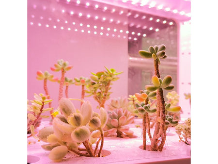 JIUPO 50L Smart Planting Chamber, Incubators and Environmental Chambers, JIUPO, MSE Supplies