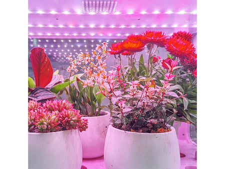 JIUPO 50L Smart Planting Chamber, Incubators and Environmental Chambers, JIUPO, MSE Supplies