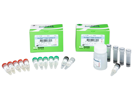 Bioneer AccuRapid Protein Synthesis Kit (5 reactions) - MSE Supplies LLC