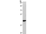 WNT3A Polyclonal Antibody Store at -20°C