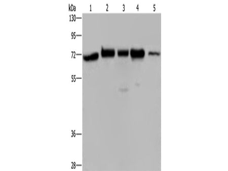 AGFG1 Polyclonal Antibody Store at -20°C