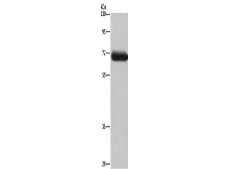 DPYSL3 Polyclonal Antibody Store at -20°C - MSE Supplies LLC