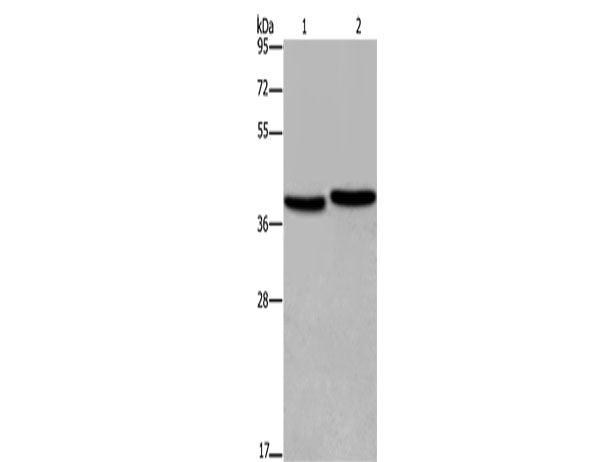 FHL1 Polyclonal Antibody Store at -20°C