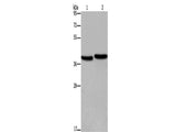 FHL1 Polyclonal Antibody Store at -20°C