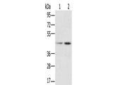 hnRNP G Polyclonal Antibody