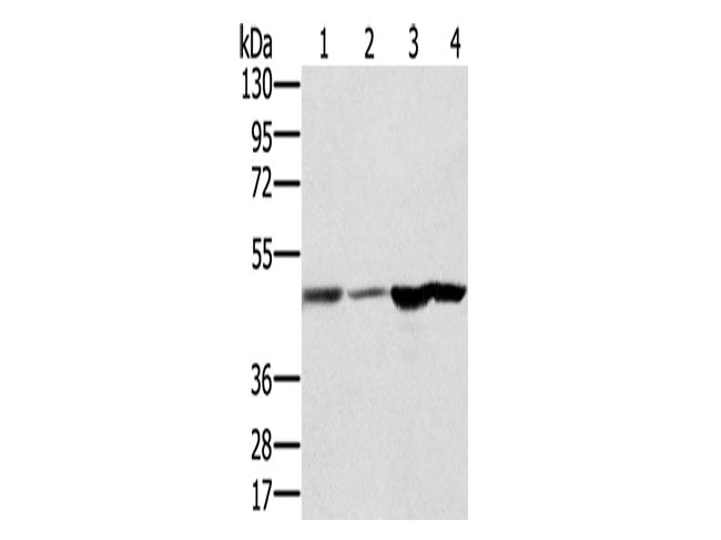 RNH1 Polyclonal Antibody Store at -20°C