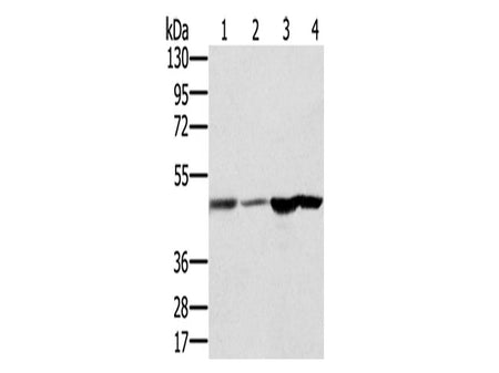 RNH1 Polyclonal Antibody Store at -20°C