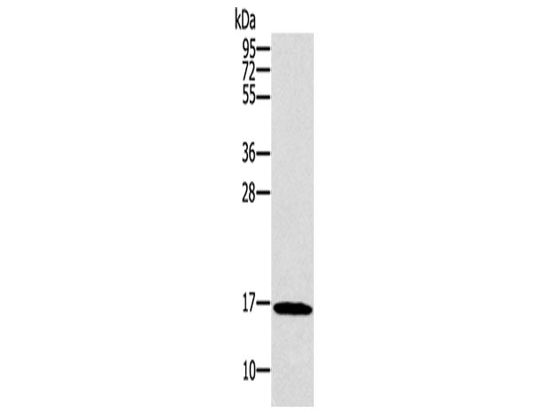 SNCG Polyclonal Antibody Store at -20°C