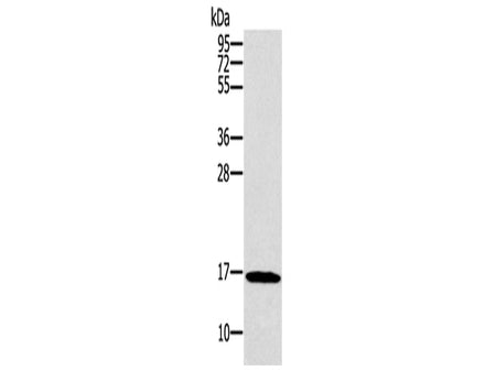 SNCG Polyclonal Antibody Store at -20°C