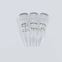 MSE PRO Pfu DNA Polymerase