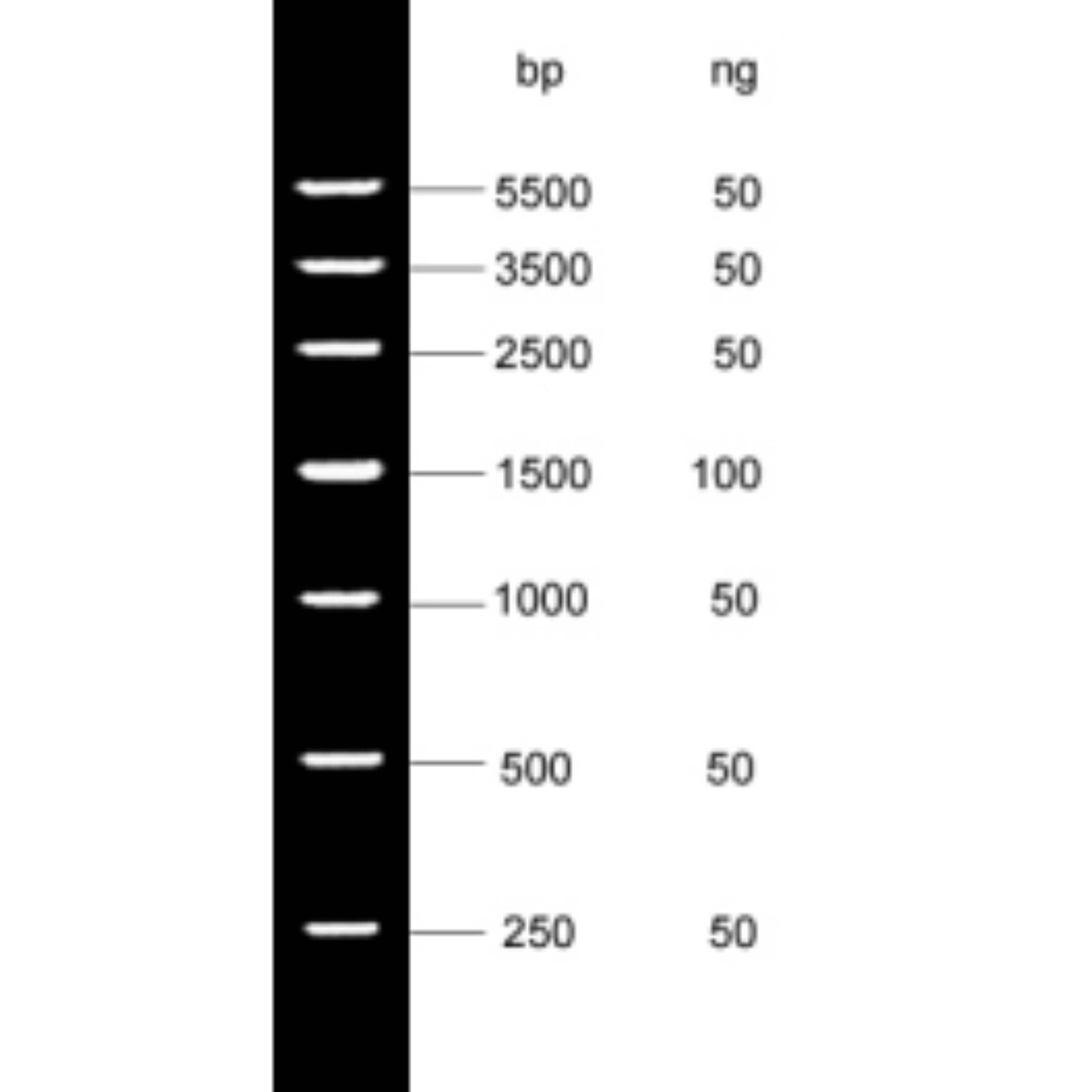 MSE PRO DNA Marker V  250bp-5500bp
