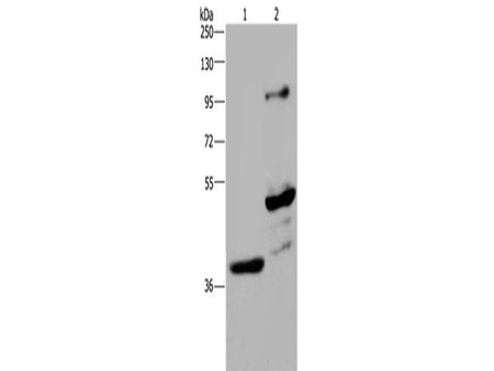 GAS7 Polyclonal Antibody Store at -20°C