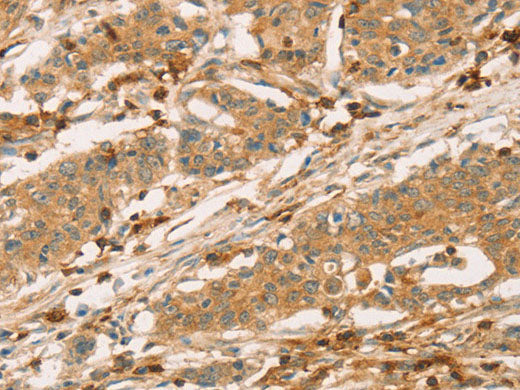 CD43 Polyclonal Antibody Store at -20°C
