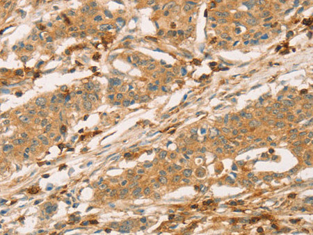 CD43 Polyclonal Antibody Store at -20°C
