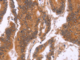 CDC37L1 Polyclonal Antibody Store at -20°C