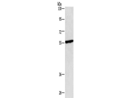 CEP55 Polyclonal Antibody Store at -20°C