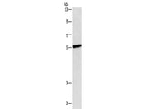 CEP55 Polyclonal Antibody Store at -20°C