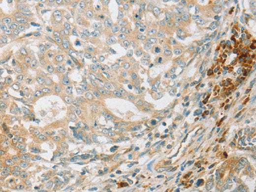 AMPK alpha1 Polyclonal Antibody