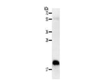 PTN Polyclonal Antibody Store at -20°C