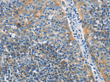 CD272 Polyclonal Antibody Store at -20°C