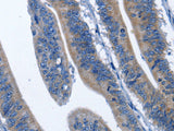 HSF27 Polyclonal Antibody Store at -20°C