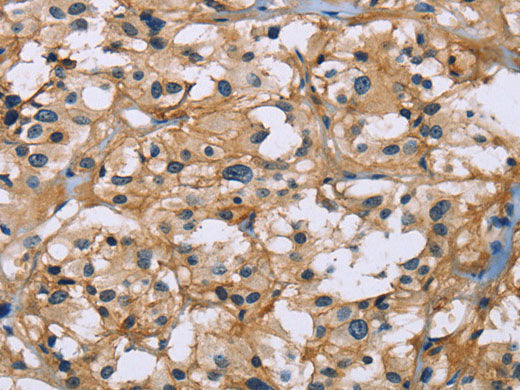 BSG Polyclonal Antibody Store at -20°C