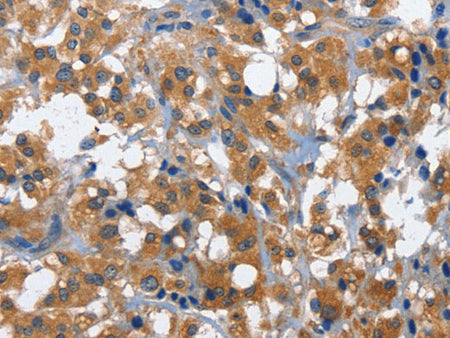 CD27 Polyclonal Antibody Store at -20°C