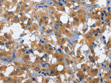 CD27 Polyclonal Antibody Store at -20°C