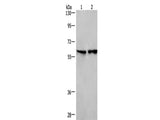 CD244 Polyclonal Antibody Store at -20°C
