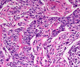 MSE PRO Trinocular Biological Microscope