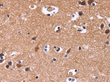 SIGLEC5 Polyclonal Antibody Store at -20°C