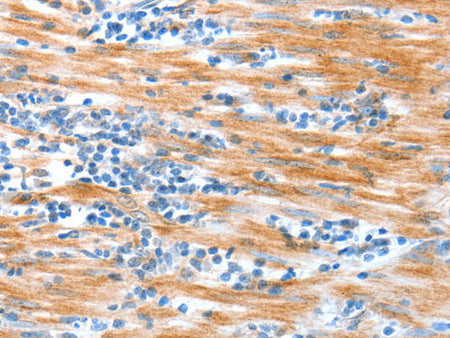 ALDOB Polyclonal Antibody Store at -20°C