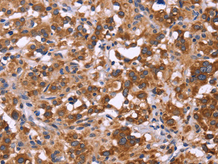 FBXW7 Polyclonal Antibody Store at -20°C