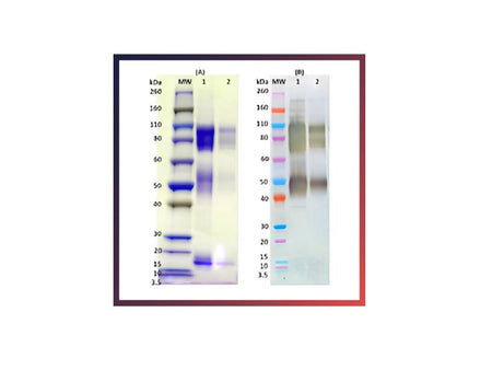 IBT Bioservices Recombinant Zaire Ebola Virus GPΔTM (SF9) – 100Ug, Biomolecules and Materials, IBT Bioservices, MSE Supplies