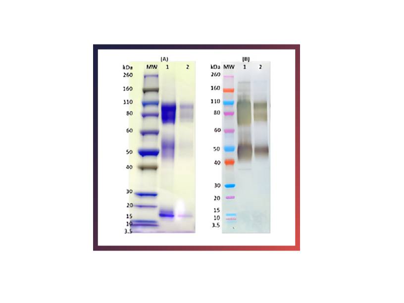 IBT Bioservices Recombinant Zaire Ebola Virus GPΔTM (SF9) – 100Ug, Biomolecules and Materials, IBT Bioservices, MSE Supplies