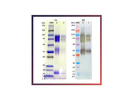 IBT Bioservices Recombinant Zaire Ebola Virus GPΔTM (SF9) – 100Ug, Biomolecules and Materials, IBT Bioservices, MSE Supplies