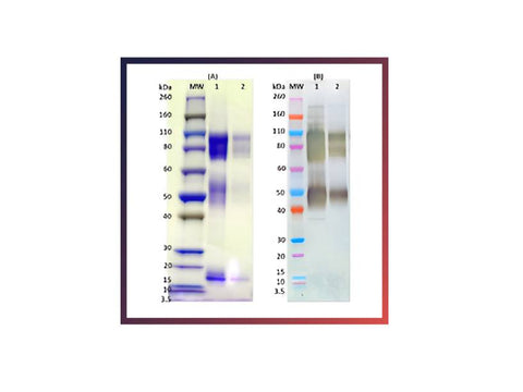 IBT Bioservices Recombinant Zaire Ebola Virus GPΔTM (SF9) – 100Ug, Biomolecules and Materials, IBT Bioservices, MSE Supplies