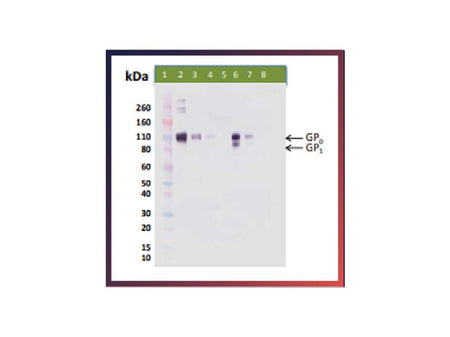 IBT Bioservices Recombinant Reston Ebola Virus GPΔTM, Biomolecules and Materials, IBT Bioservices, MSE Supplies